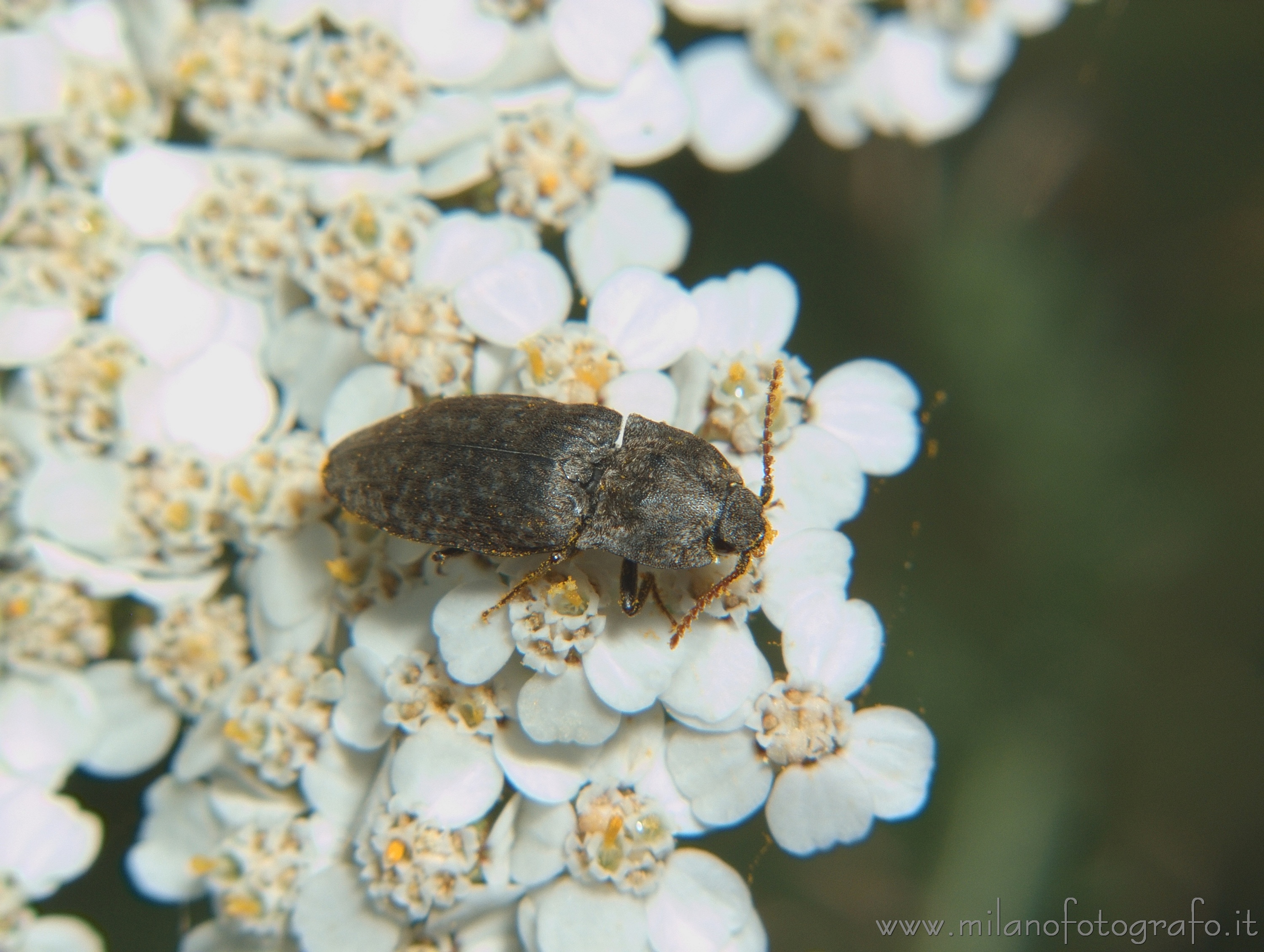 Rosazza (Biella, Italy) - Adelocera murina